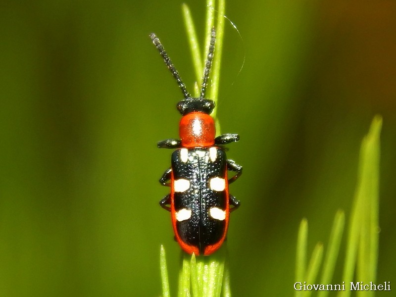 Bellissimo Coleottero: Crioceris asparagi (Chrysomelidae)